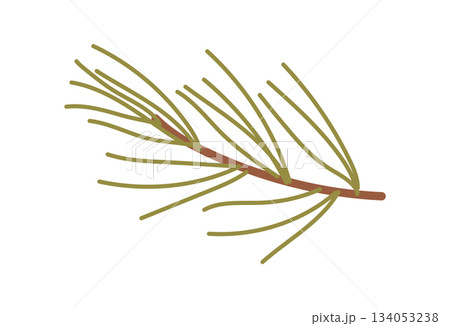 Flat pine branch with green plant decor in a holiday and winter style. Christmas decoration uses kraft and cardboard, perfect for a box or gift concept. Modern flat graphic for seasonal themes. 134053238