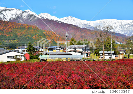 大糸線 飯森駅付近より白馬三山方面を望む(長野県白馬村)【2025.11】 大糸線 飯森駅付近より白馬三山方面を望む(長野県白馬村)【2025.11】 134053547