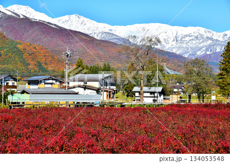 大糸線 飯森駅付近より白馬三山方面を望む(長野県白馬村)【2025.11】 大糸線 飯森駅付近より白馬三山方面を望む(長野県白馬村)【2025.11】 134053548