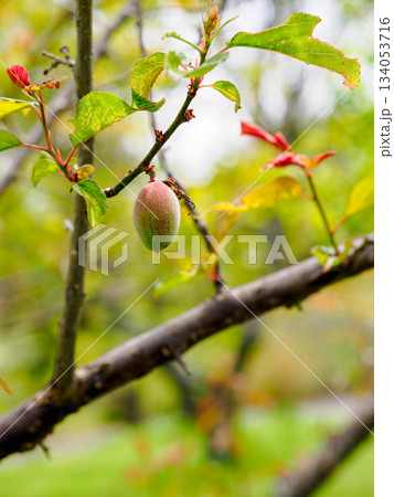 梅の木になる青い梅の実と柔らかい日差し 134053716