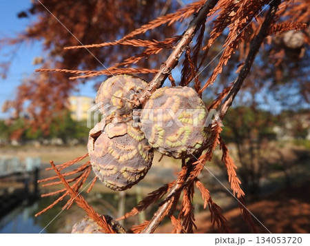 ラクウショウ（落羽松）の実 134053720