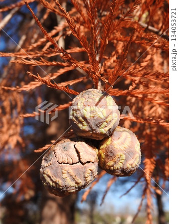 ラクウショウ（落羽松）の実 134053721