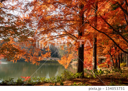 紅葉のある風景 紅葉のある風景 134053731