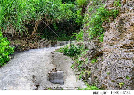 熱帯植物に囲まれた細い道が続く石垣島の自然の風景 熱帯植物に囲まれた細い道が続く石垣島の自然の風景 134053782