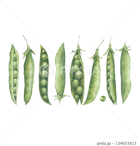 Simple arrangement with pods, seeds of green peas. Watercolor illustration hand drawn and isolated on a white background. Perfect for postcards, posters, other polygraph, design of tableware, textile 134053813
