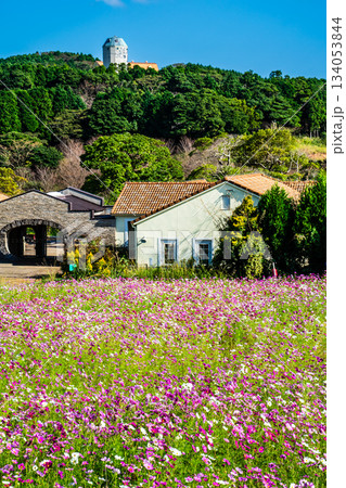 あぐりの丘のコスモス　【長崎市】 134053844