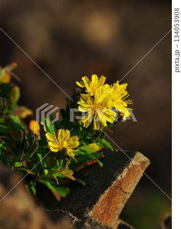 晩秋の伊勢志摩　安乗岬に咲くイソギク 134053908