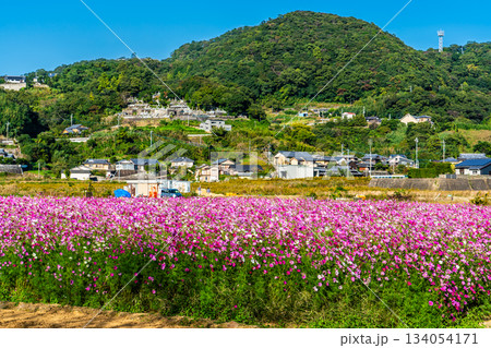 飯森町田結のコスモス　【長崎県諫早市】 134054171