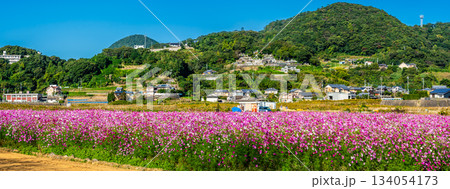 飯森町田結のコスモス　パノラマ　【長崎県諫早市】 134054173