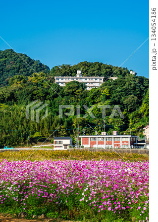 飯森町田結のコスモス　【長崎県諫早市】 134054186