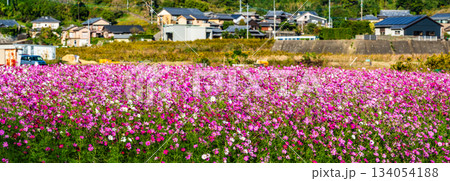 飯森町田結のコスモス　パノラマ　【長崎県諫早市】 134054188