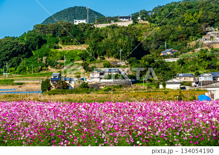 飯森町田結のコスモス　【長崎県諫早市】 134054190