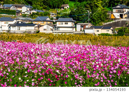 飯森町田結のコスモス　【長崎県諫早市】 134054193