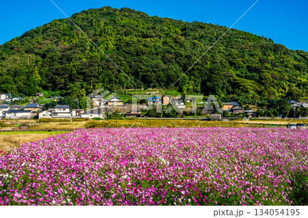 飯森町田結のコスモス　【長崎県諫早市】 134054195