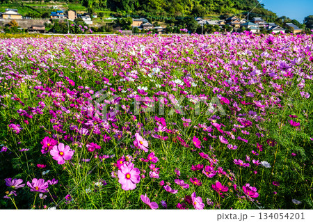 飯森町田結のコスモス　【長崎県諫早市】 134054201