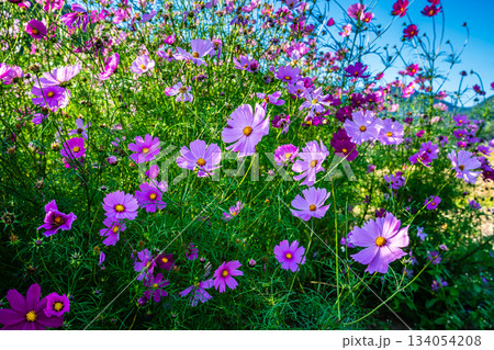 飯森町田結のコスモス　【長崎県諫早市】 134054208