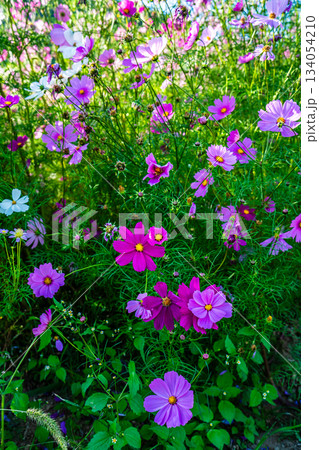 飯森町田結のコスモス　【長崎県諫早市】 134054210