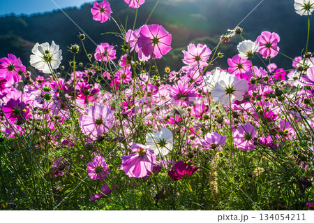 飯森町田結のコスモス　【長崎県諫早市】 134054211