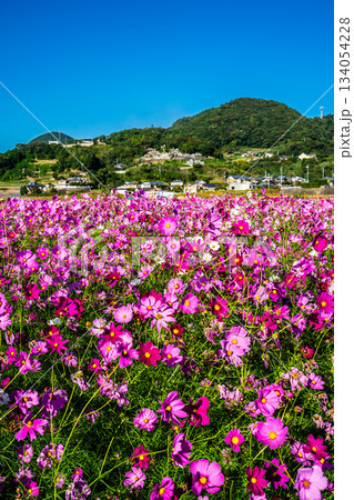 飯森町田結のコスモス　【長崎県諫早市】 134054228