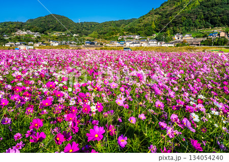飯森町田結のコスモス　【長崎県諫早市】 134054240