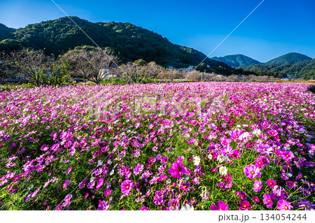 飯森町田結のコスモス 【長崎県諫早市】 飯森町田結のコスモス 【長崎県諫早市】 134054244