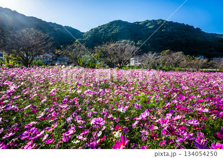 飯森町田結のコスモス　【長崎県諫早市】 134054250