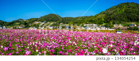 飯森町田結のコスモス　パノラマ　【長崎県諫早市】 134054254