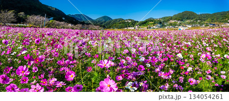 飯森町田結のコスモス　パノラマ　【長崎県諫早市】 134054261