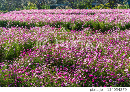 飯森町田結のコスモス　【長崎県諫早市】 134054279