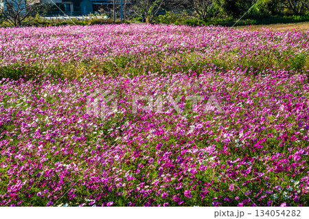 飯森町田結のコスモス　【長崎県諫早市】 134054282