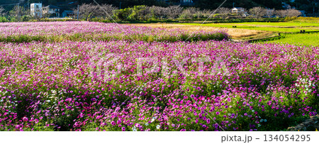 飯森町田結のコスモス　パノラマ　【長崎県諫早市】 134054295