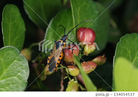 生き物 昆虫 フタスジハリカメムシ、那覇市内の公園で。日本では沖縄、八重山にいるようです 生き物 昆虫 フタスジハリカメムシ、那覇市内の公園で。日本では沖縄、八重山にいるようです 134054537