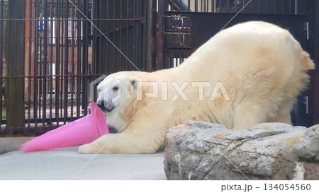 ホッキョクグマ ホッキョクグマ 134054560