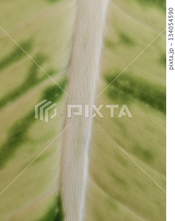 Macro close up vertical view pale yellow Dieffenbachia leaf surface texture with green pattern showing organic nature detail and fresh botanical beauty of tropical foliage Macro close up vertical view pale yellow Dieffenbachia leaf surface texture with green pattern showing organic nature detail and fresh botanical beauty of tropical foliage 134054590