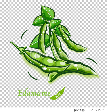 A pop and cute illustration of edamame | Fresh vegetable vector material 134054593