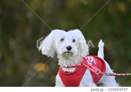 ミニチュアシュナウザーのお散歩 134054747