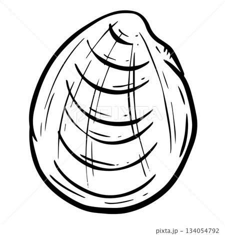 Hand drawn clipart illustration of seashell shell mollusc seaside shellfish Hand drawn clipart illustration of seashell shell mollusc seaside shellfish 134054792