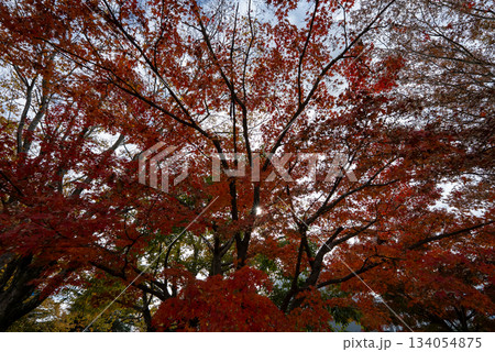 真っ赤な紅葉 134054875