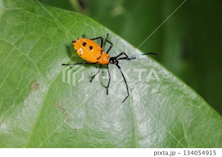 生き物　昆虫　フタスジハリカメムシ、幼虫です。小さな翅芽が見えているので中齢幼虫ですね 134054915