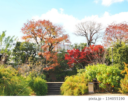 奈良県 元興寺の紅葉 11月 奈良県 元興寺の紅葉 11月 134055190