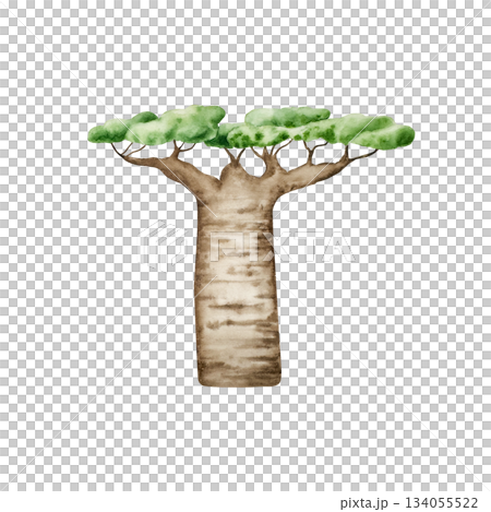 Baobab tree. African savanna and prehistoric clipart. Watercolor hand drawn dino, floral jungle illustration isolated on background. For designers, postcards, greetings, birthday, calendar, wallpapers Baobab tree. African savanna and prehistoric clipart. Watercolor hand drawn dino, floral jungle illustration isolated on background. For designers, postcards, greetings, birthday, calendar, wallpapers 134055522