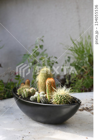 サボテンの寄せ植え、作り方 サボテンの寄せ植え、作り方 134055536