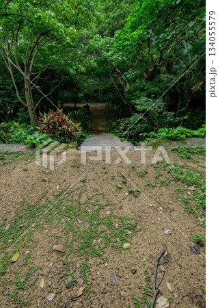 熱帯植物に囲まれた森の小道が魅力的な石垣島の風景 熱帯植物に囲まれた森の小道が魅力的な石垣島の風景 134055579