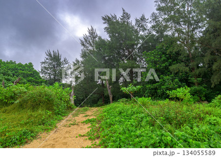 南国の砂道と緑の木々が美しい石垣島の自然風景 134055589