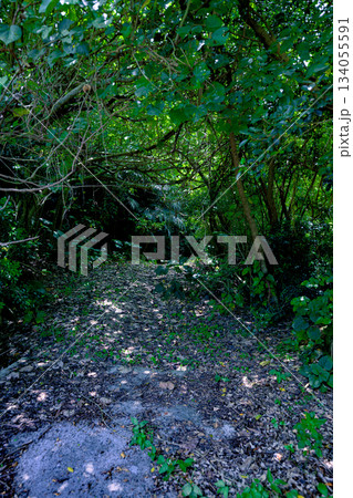 南国の自然に包まれた石垣島の宇根井戸の幻想的な風景 134055591