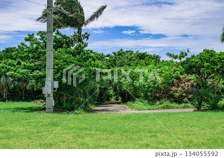 トロピカルな木々に囲まれた石垣島の自然あふれる道の風景 134055592