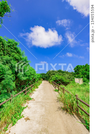 鮮やかな青空と緑の小道が続く石垣島の亜熱帯の風景 鮮やかな青空と緑の小道が続く石垣島の亜熱帯の風景 134055594