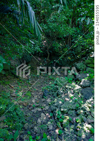 南国の自然に包まれた石垣島の宇根井戸の幻想的な風景 134055595