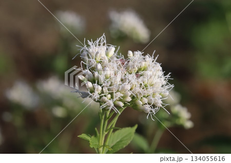 秋の庭に咲く白いフジバカマの花 134055616