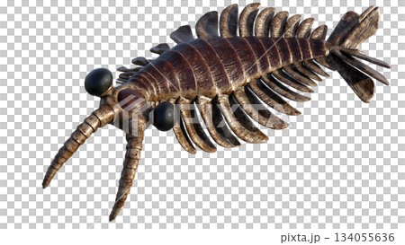 Anomalocaris Anomalocaris 134055636